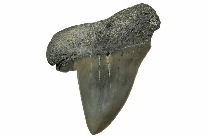 Pathological Broad-Toothed Mako Tooth - South Carolina #329085